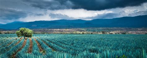 Maps of Jalisco, México | Avenza Maps