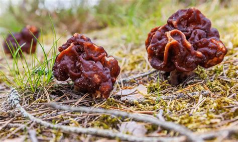 Deadly Mushroom