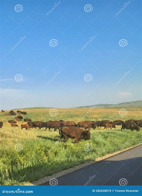 Buffalo on Wildlife Loop Road Custer State Park, SD 2023 Stock Photo ...