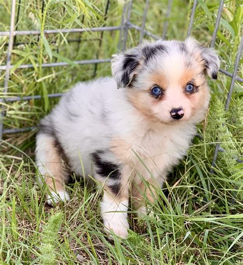 Toy Aussie Puppies
