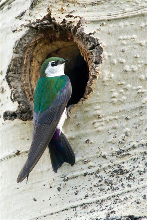 8 Swallow Bird Types You Should Know - Birds and Blooms