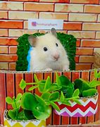 Image result for Teddy Bear Hamster Pet