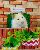 Image result for Baby Teddy Bear Hamster