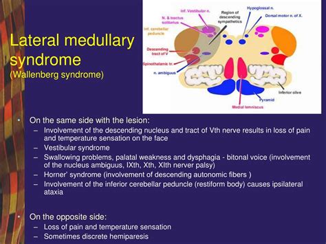 PPT - Venous system PowerPoint Presentation, free download - ID:8845485