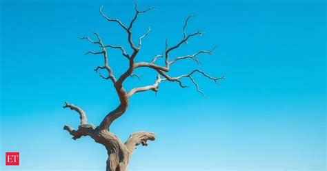 Spanish Proverb of the Day: Spanish Proverb of the Day: 'A Tree Born ...