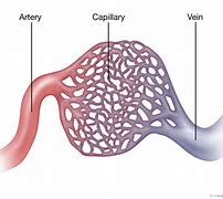 Image result for capillaries