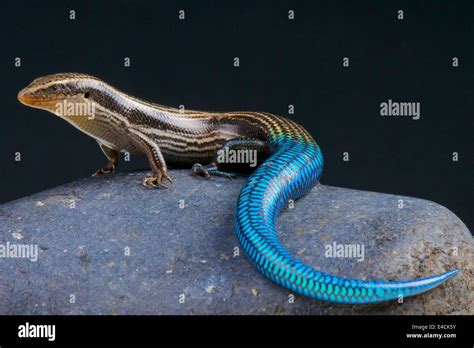 Gran Canaria blue-tailed skink / Chalcides sexlineatus Stock Photo - Alamy