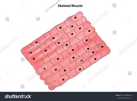 Skeletal Muscle Cell Microscope Labeled