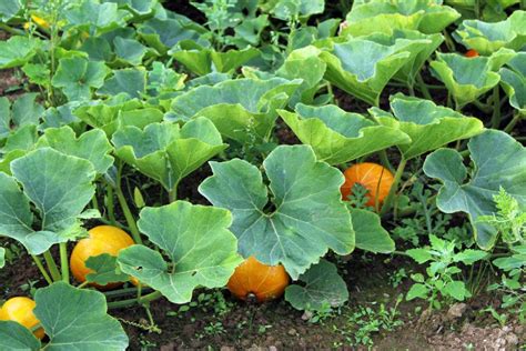 painted pumpkin vines