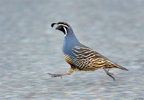 Quail Predators 的图像结果