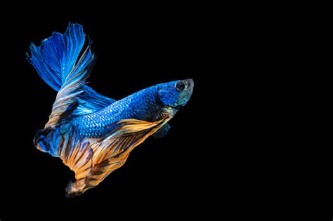 Image result for Fish Key Script Code