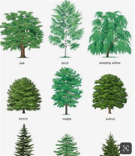 Tree 的图像结果