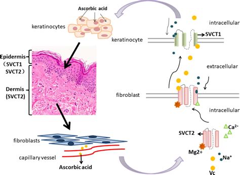 Frontiers | Role of Vitamin C in Skin Diseases