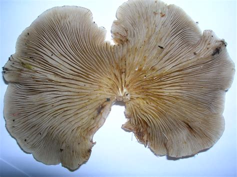 Pleurotus; Oyster Mushrooms