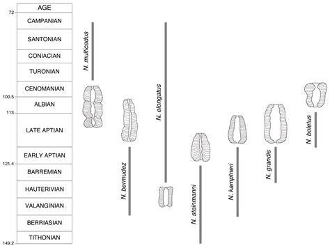 Biomineralization in the Calcareous Nannoplankton Phenotypic ...