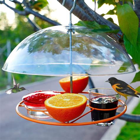 What Is A Jelly Bird Feeder at Blake Sexton blog