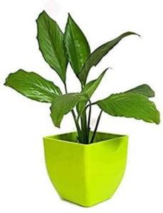 Bee Green Lily Plant Price in India - Buy Bee Green Lily Plant online ...