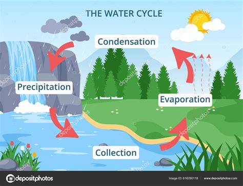 Water Cycle Evaporation Condensation Precipitation Collection Earth ...