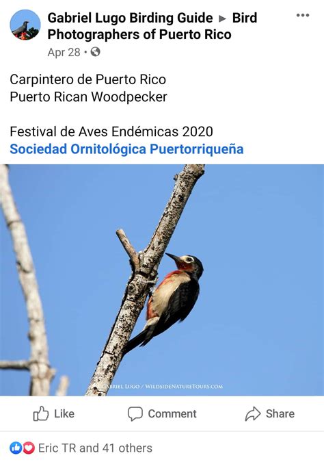 Caribbean Endemic Bird Festival Takes a Virtual Flight from the Nest – BirdsCaribbean