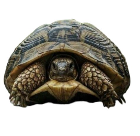 Turtle PNG Images For T-Shirts And Merchandise - Photo #2964 - BiNps ...