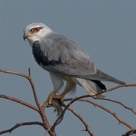 Nagi-Nakti Bird Sanctuary
