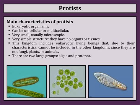 Kingdom Protista Organisms