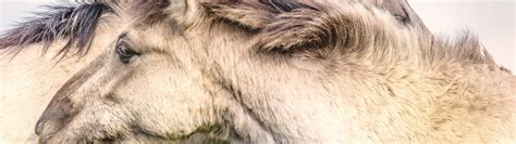 Download wallpaper nature, background, horses, section animals in ...