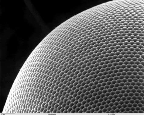 Image result for Electron Microscope Images