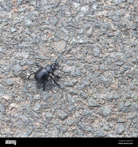 Big black beetle (appx. 2 cm long) on tarmac. Actually a Bloody-nosed ...