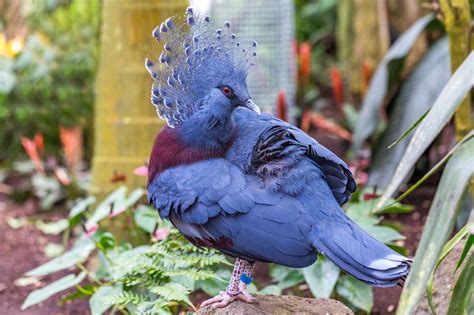 Victoria crowned pigeon (Goura victoria): This bird is the largest living pigeon and the closest ...