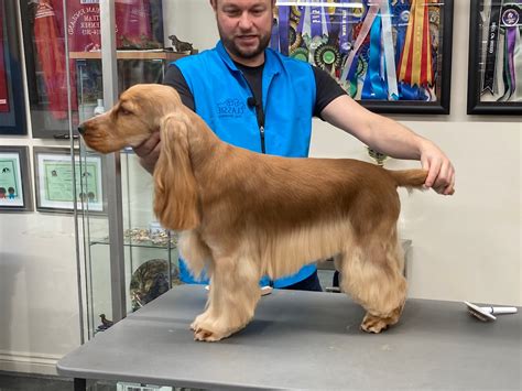 English Cocker Spaniel Grooming Academy