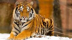 Wallpaper Beautiful Home Screen Tigers by Top 35 Most Beautiful Tiger Wallpapers Wallpaper Beautiful Home Screen Tigers