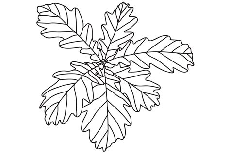 Maple Autumn Leaf is designed for cards, coloring, tattoo, clothing and cloth printing and you ...