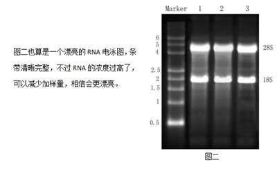 如何做好RNA电泳实验杭州新景生物试剂开发有限公司,核酸纯化专家,Simgen