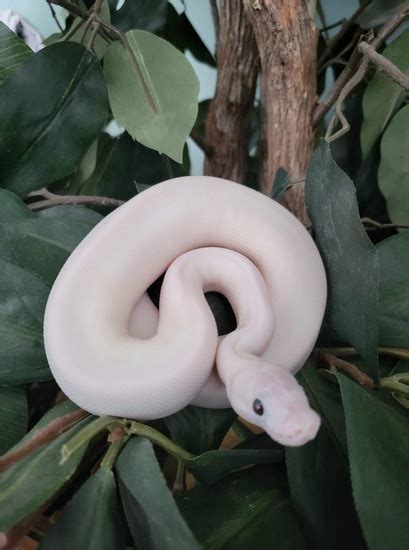 Image result for White Wedding Ball Python