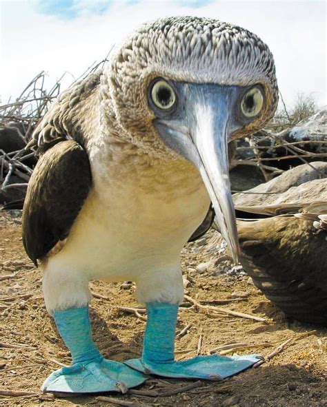 Blue Footed Booby Pretty Birds, Beautiful Birds, Animals Beautiful ...