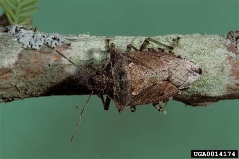 spined soldier bug (Podisus maculiventris (Say))