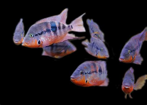 Firemouth Cichlid