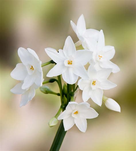 The 10 most fragrant flowers to plant in your garden – Artofit