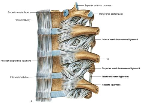 Back and Spine - Clinical Tree