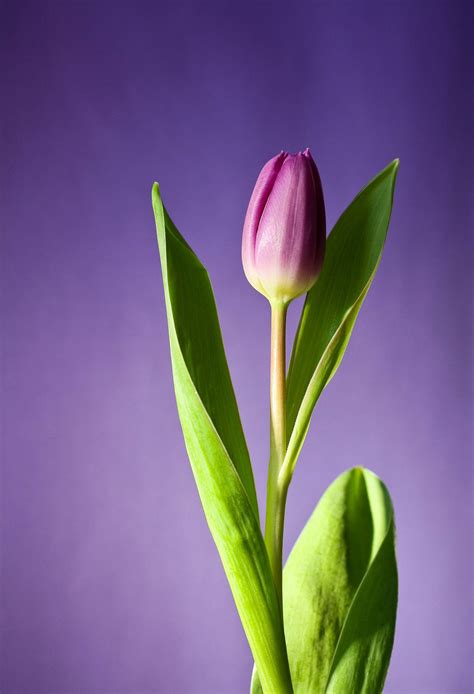 Purple Tulip Wallpaper
