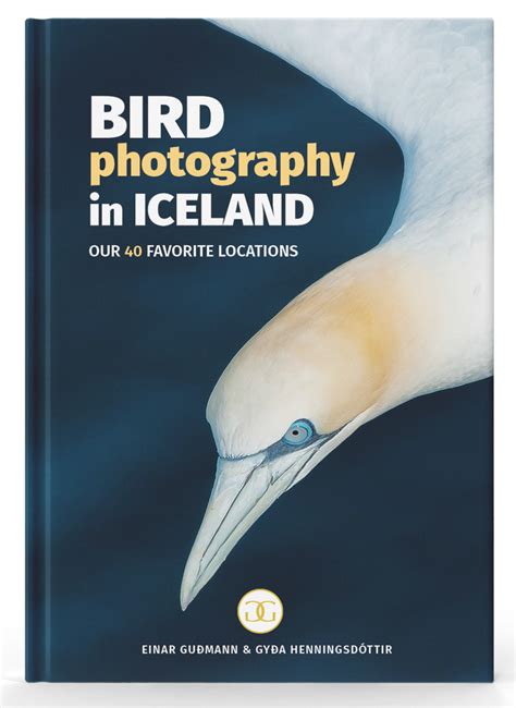 Bird photography in Grimsey - Photographing Iceland
