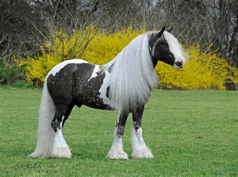 Gypsy Horse