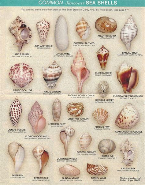Sanibel island shelling a local’s guide to finding the best shells ...
