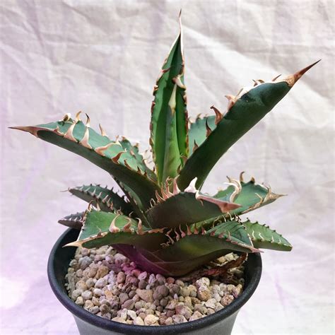 アガベ チタノタ レッドキャットウィーズル 美苗 裏棘あり | 4S’easons. qp植物のある暮らしqp