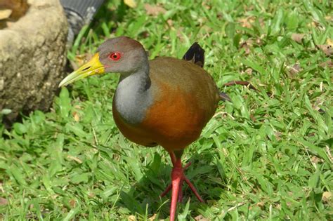 Saracura-Três-Potes (Aramides cajanea)