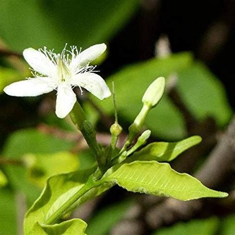 Danthapala (Wrightia tinctoria) Pala Indigo Plant | Dyer's Oleander Fl ...