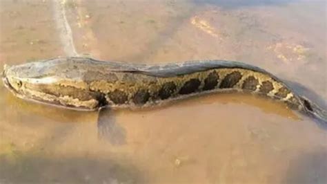 Snake-like creature that eats anything, can survive in land and water ...