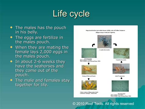 Seahorse elizabeth alfaro period2 | PPT
