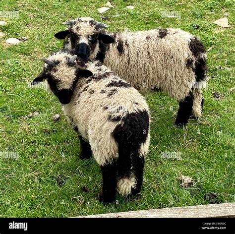 Valais Blacknose